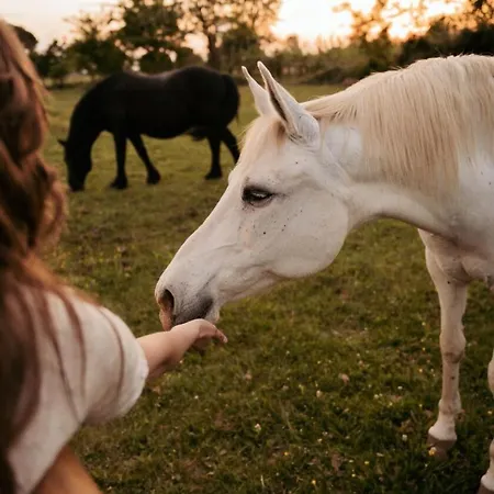 Fonneuve Les Crins - Parcel Tiny House - Tiny House Entouree Par Les Chevaux A 45mn De Toulouse Mae-5113 Hytte *