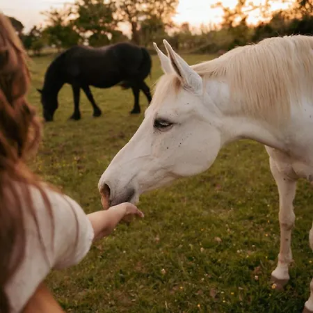 Chata Fonneuve Les Crins - Parcel Tiny House - Tiny House Entouree Par Les Chevaux A 45mn De Toulouse Mae-5113